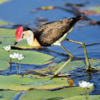 Comb-crested Jacana