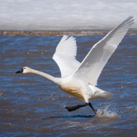 Tundra Swan