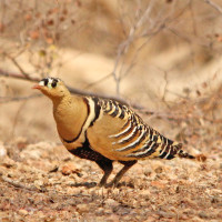 Painted Sandgrouse