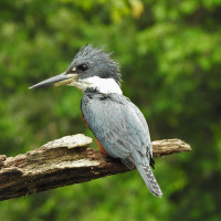 Ringed Kingfisher