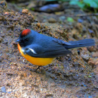 Slate-throated Redstart