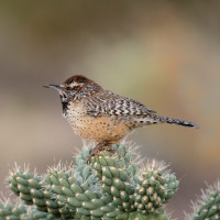 Cactus Wren