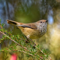 Brown Thornbill