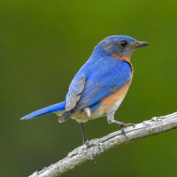 Eastern Bluebird