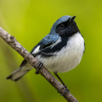 Black-throated Blue Warbler