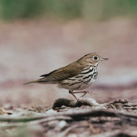 Ovenbird