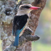 Brown-hooded Kingfisher