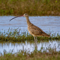 Long-billed Curlew