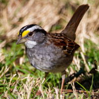 White-throated Sparrow