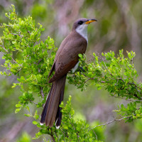 Yellow-billed Cuckoo