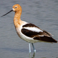 American Avocet