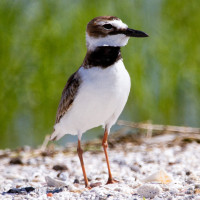 Wilson's Plover