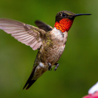 Ruby-throated Hummingbird