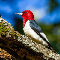 Red-headed Woodpecker