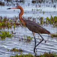 Reddish Egret