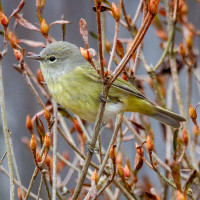 Orange-crowned Warbler