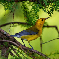 Prothonotary Warbler