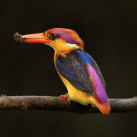 Oriental Dwarf Kingfisher