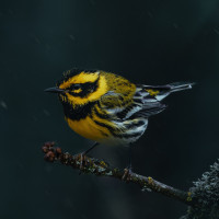 Townsend's Warbler