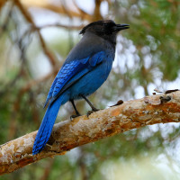 Steller's Jay