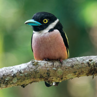 Black-and-yellow Broadbill