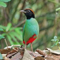 Hooded Pitta