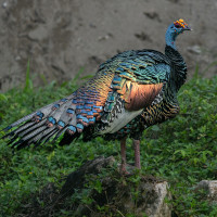 Ocellated Turkey