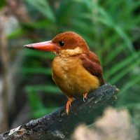 Ruddy Kingfisher