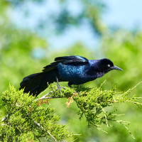 Boat-tailed Grackle