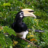 Oriental Pied-Hornbill