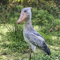 Shoebill