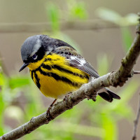 Magnolia Warbler