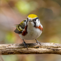 Chestnut-sided Warbler