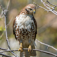 Red-tailed Hawk