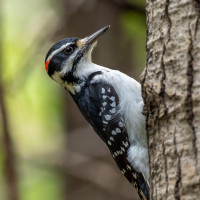 Hairy Woodpecker