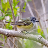 Blue-headed Vireo