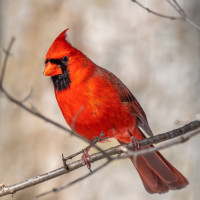 Northern Cardinal