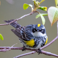 Yellow-rumped Warbler