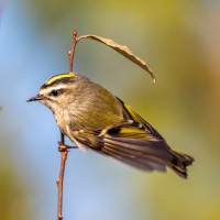 Golden-crowned Kinglet