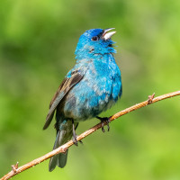 Indigo Bunting