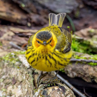 Cape May Warbler