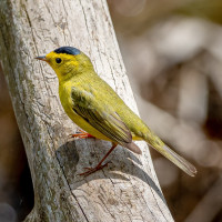 Wilson's Warbler