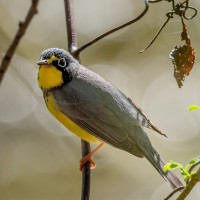 Canada Warbler