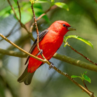 Scarlet Tanager