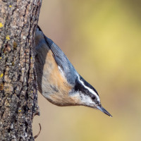 Red-breasted Nuthatch