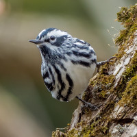 Black-and-white Warbler