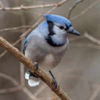 Blue Jay