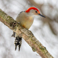 Red-bellied Woodpecker