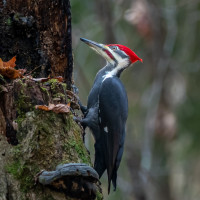 Pileated Woodpecker