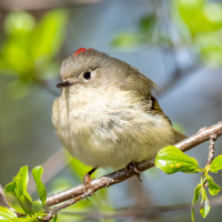 Ruby-crowned Kinglet